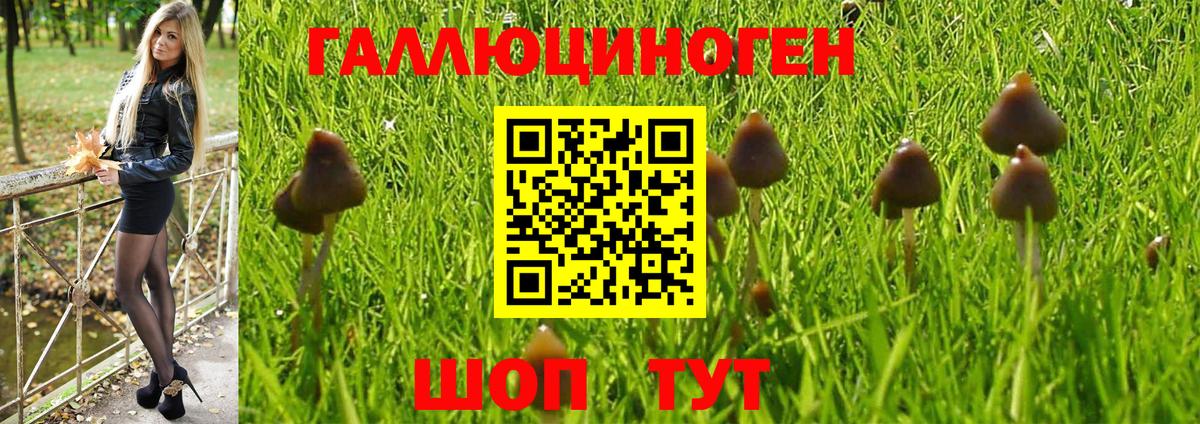 Галлюциногенные грибы Psilocybe Тобольск